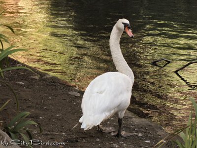 A Mute Swan at the Palace of Fine Arts, San Francisco