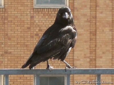 The Intelligent Raven Feels Safe, Having Landed Just Feet Away