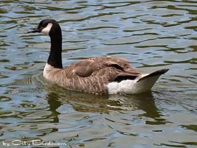 A Canada Goose Enjoying Placid Stow Lake located in Golden Gate Park, San Francisco