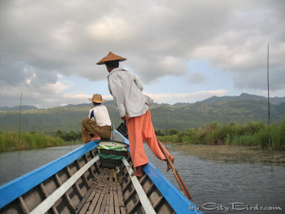 A Leg Rower Navigating the Reed-filled Waters of Inle Lake, Burma