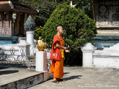 A Monk at One of Many Temples in Luang Prabang, Laos