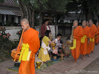 Buddhist Monks Receiving Alms on a Street of Luang Prabang, Laos