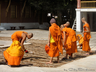 Buddhist Monks at Work in Luang Prabang, Laos