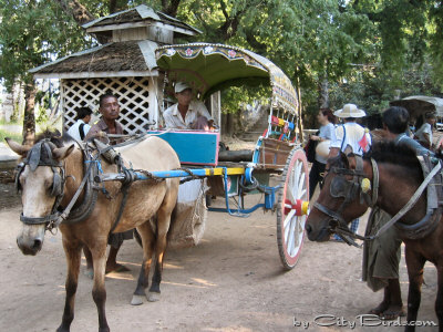 Mule Carts in Mandalay, Burma (Myanmar)
