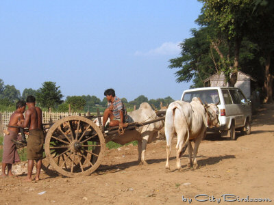 Ox Cart and Auto -- the Old and the New in Mandalay