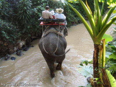 Tourists Enjoying an Elephant Ride in Phuket, Thailand
