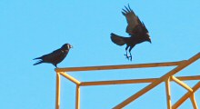 After Construction Workers Leave for the Day, a Pair of Crows Takes Over the Crane.