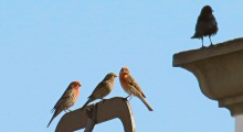Three House Finches Enjoying the March Sun White a Crow on an Adjoining Building Stands Watch.