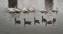 American White Pelicans and Canada Geese at Lake Merritt, Oakland, CA