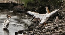 American White Pelicans, such as these at Lake Merritt in Downtown Oakland, California, are one of America's largest birds, and they are Impressive with their wings spread open