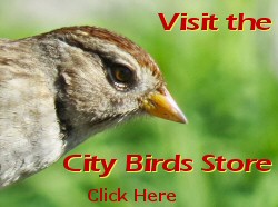 The City Birds Store