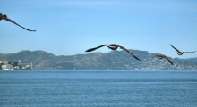 Canada Geese from Treasure Island in Flight over San Francisco Bay Heading Toward the Marin Headlands (Alcatraz to the Left)