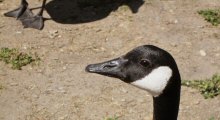 From Head to Toe at Lake Merritt, Oakland, CA Canada Geese