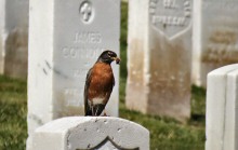 An American Robin Gathering Food for Chicks Nesting in a Tree High Above at the San Francisco National Cemetery
