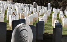 Amidst Hundreds of Graves, an American Robin Forages at the San Francisco National Cemetery