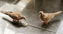 These Common Indian Doves are seen foraging around an open-air restaurant in Phuket, Thailand, where people enjoy feeding them.