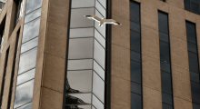 Gulls and other birds are comfortable living in and around the concrete jungles