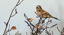 A House Sparrow pondering winter in Duluth, MN