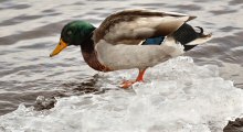 A Duluth, MN Mallard in January