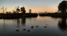 Early Birds at Dawn on Lake Merritt, Oakland, CA