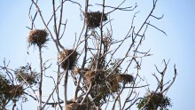 October at Lake Merritt, Oakland, CA and the Cormorant nests are empty for another year