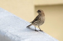 A female House Finch perched on a roof in City Birds Country, the Heart of San Francisco