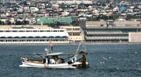 Seagulls Following a Fishing Boat in Waters off the Coast of Hiroshima, Japan