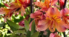 Flowers of Fort Mason Public Gardens, San Francisco