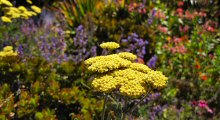 Flowers of Fort Mason Public Gardens, San Francisco