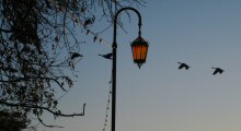 At Dawn, Canada Geese Take Flight Over Lake Merritt, Oakland, CA