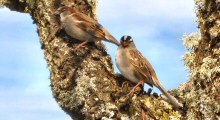 House Sparrow and White-crowned Sparrow at Fort Mason Public Gardens, San Francisco