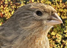 A greatly magnified study of a House Finch