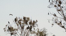 Cormorants nesting at Lake Merritt, Oakland, CA  -- taken on July 4, 2012