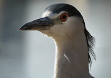 Portrait of a Heron at Lake Merritt, Oakland, CA