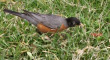 An American Robin Foraging Early in the Morning at Lake Merritt, Oakland, CA