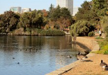 Canada Geese enjoy the morning sun while American Coots, Mallards and other birds glide fish and relax on beautiful Lake Merritt, Oakland, CA