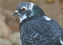 Pigeons, such as this beauty, live the good life at Lake Merritt, Oakland, CA