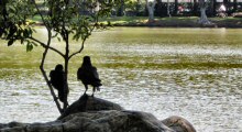 A Pair of Jungle Crows Hanging Out in a Downtown Bangkok Park