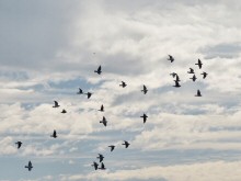 Pigeons of City Birds Country, the Heart of San Francisco, fleeing from a Red-tailed Hawk.