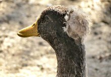 Close-up of a brown and white Roman Tufted Goose at Lake Merritt, Oakland, CA