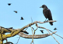 A couple dozen Crows, like a swarm of bees, came in from the Southeast.  They descended to one of their favorite hangouts, briefly resting and foraging before rushing off toward the Golden Gate.
