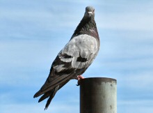 A Pigeon of City Birds Country, the Heart of San Francisco, where life for Pigeons isn't easy.