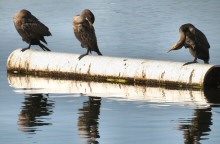 Snoozing, grooming and scratching; October finds these juvenile Cormorants enjoying the morning at Lake Merritt, Oakland, CA.  In a year those brown feathers will be replaced with black feathers.