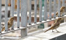 Three House Finches exploring the concrete jungle of City Birds Country, the Heart of San Francisco