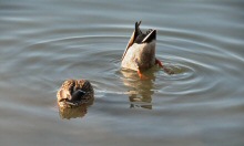 A Pair of Mallards are seen fishing at Lake Merritt, Oakland, CA