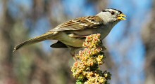White-crowned Sparrow at Fort Mason Public Gardens, San Francisco