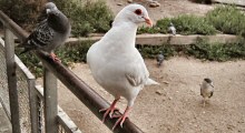 A Release Bird, this White Homing Pigeon was Briefly Seen Enjoying Lake Merritt, Oakland while Provoking Curiosity among the Regulars at the Lake