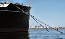 Cormorants are Seen Resting on the Anchor Chains of a Ship Moored in the Harbor of Yokohama, Japan