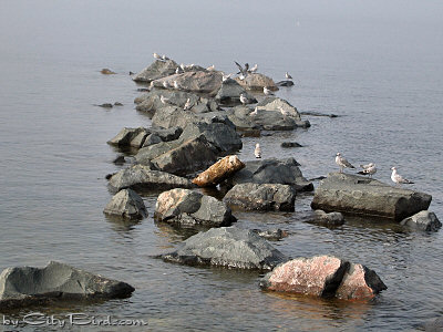 Duluth Gulls Congregating on Rocks