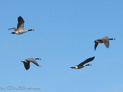 Canada Geese Flying Over Duluth Minnesota